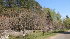 「ギョイコウが開花しました。」の画像